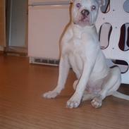 Amerikansk bulldog Abo`s Jens Banke