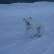 Amerikansk bulldog Abo`s Jens Banke