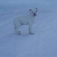 Amerikansk bulldog Abo`s Jens Banke