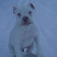 Amerikansk bulldog Abo`s Jens Banke