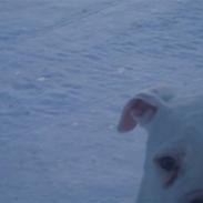 Amerikansk bulldog Abo`s Jens Banke