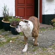 Olde english bulldogge William