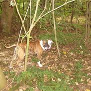 Olde english bulldogge William