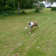 Olde english bulldogge William