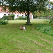 Olde english bulldogge William