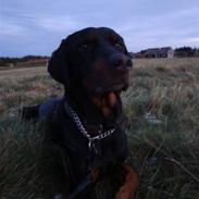 Blanding af racer Theis