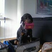 Blanding af racer Theis