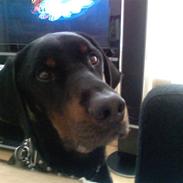 Blanding af racer Theis