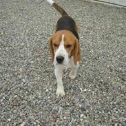 Beagle Monty