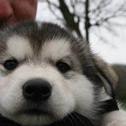 Alaskan malamute Storm