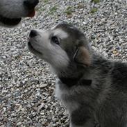 Alaskan malamute Storm