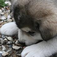 Alaskan malamute Storm