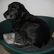 Labrador retriever Plet