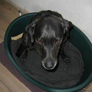 Labrador retriever Plet
