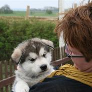 Alaskan malamute Storm