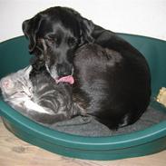Labrador retriever Plet