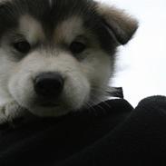 Alaskan malamute Storm