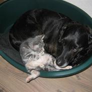 Labrador retriever Plet