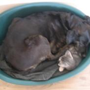 Labrador retriever Plet
