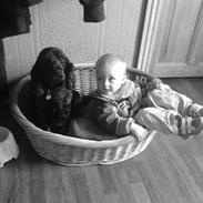 Cocker spaniel Tornegården's Mysterious