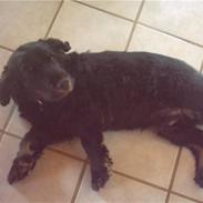 Cocker spaniel Tornegården's Mysterious