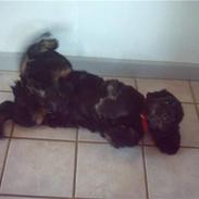 Cocker spaniel Tornegården's Mysterious