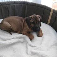 Rhodesian ridgeback Zazu Tigereye 