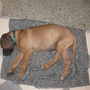 Rhodesian ridgeback Zazu Tigereye 