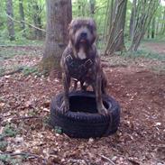 Amerikansk staffordshire terrier Mushu