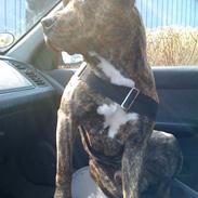 Amerikansk staffordshire terrier Mushu