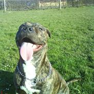 Amerikansk staffordshire terrier Mushu