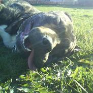 Amerikansk staffordshire terrier Mushu