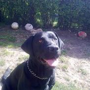 Blanding af racer babe