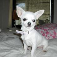 Chihuahua Mira