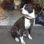 Amerikansk staffordshire terrier Chiko
