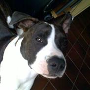 Amerikansk staffordshire terrier Chiko