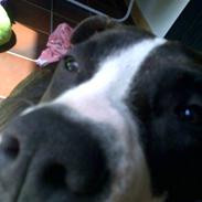 Amerikansk staffordshire terrier Chiko