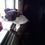 Amerikansk staffordshire terrier Chiko