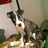 Amerikansk staffordshire terrier Chiko