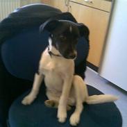 Glathåret foxterrier kvik