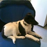 Glathåret foxterrier kvik