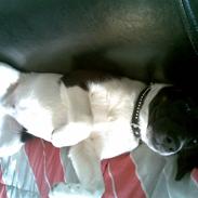 Glathåret foxterrier kvik