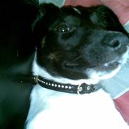 Glathåret foxterrier kvik