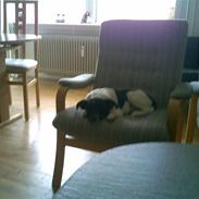 Glathåret foxterrier kvik