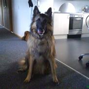 Belgisk hyrdehund Balto RIP :''(