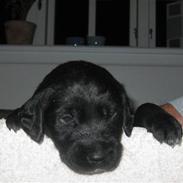 Labrador retriever Malony