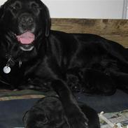 Labrador retriever Malony