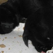 Labrador retriever Malony