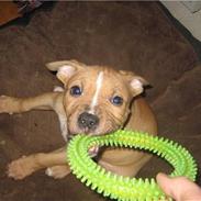 Amerikansk staffordshire terrier Eddy