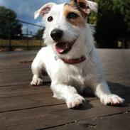 Jack russell terrier Ace (Himmelhund)